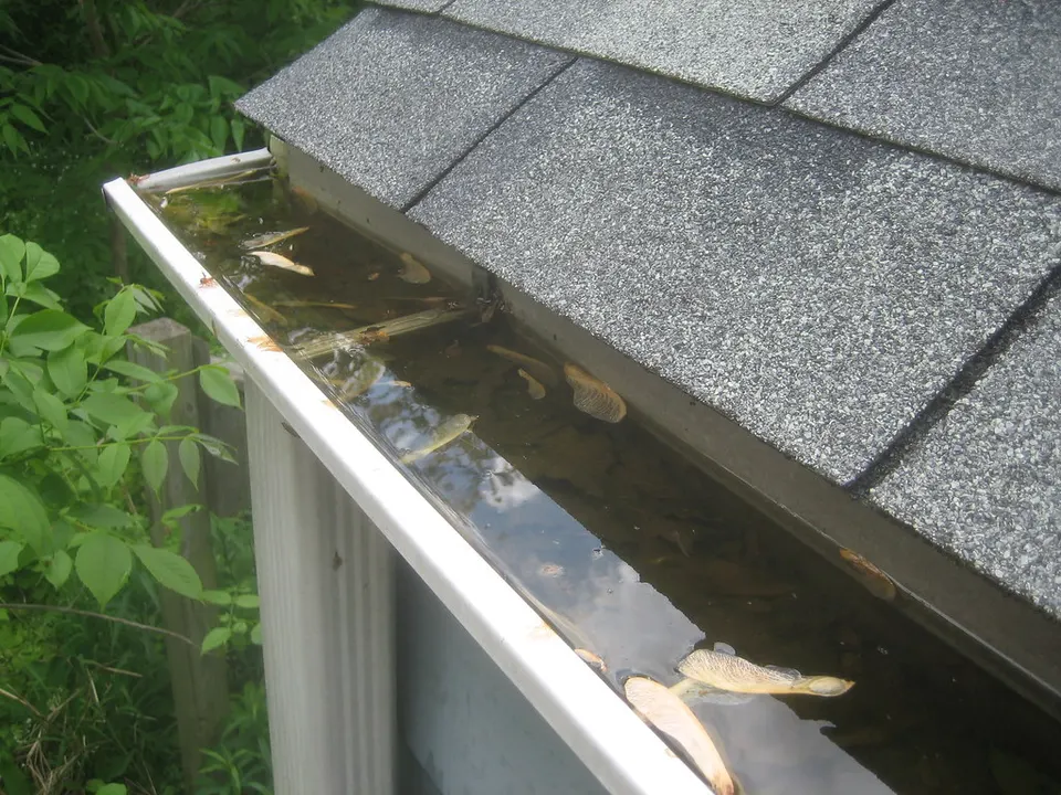 rain gutter blocked with leaves and standing water